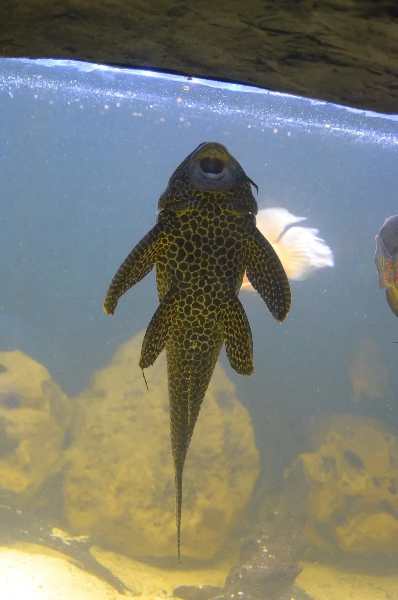 Hypostomus-Plecostomus 02