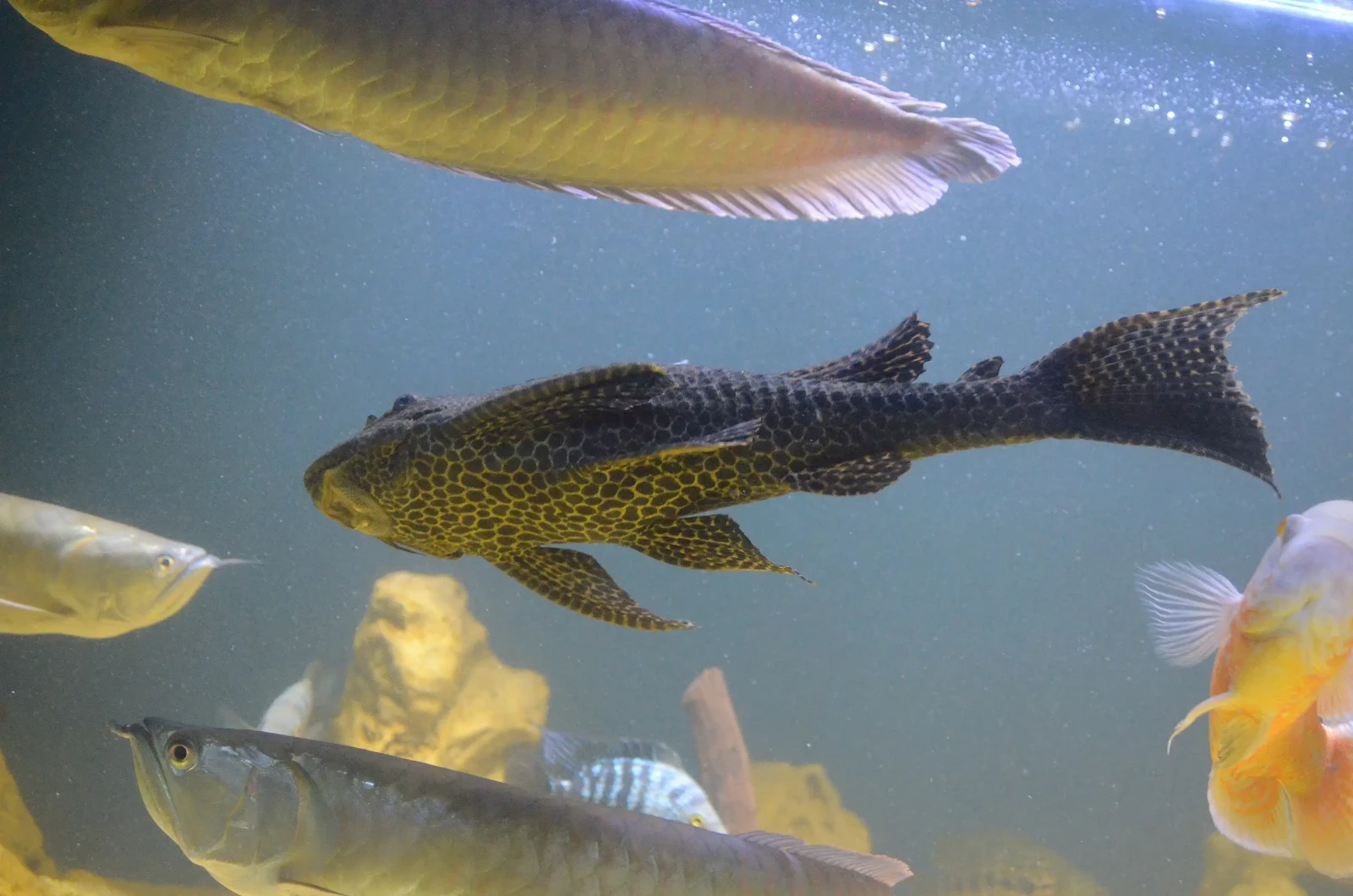Hypostomus-Plecostomus 03