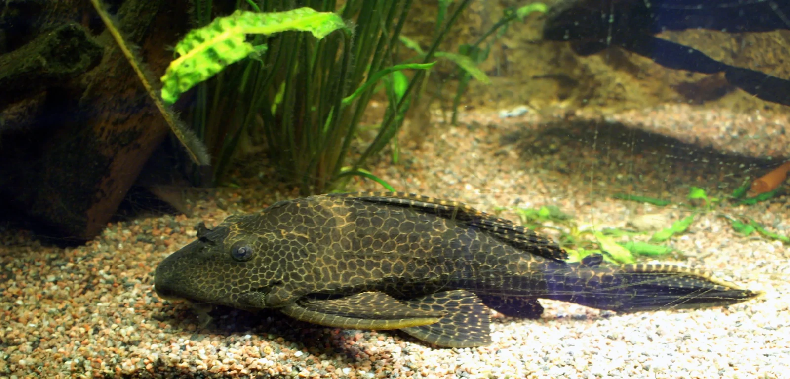 Hypostomus-Plecostomus 04