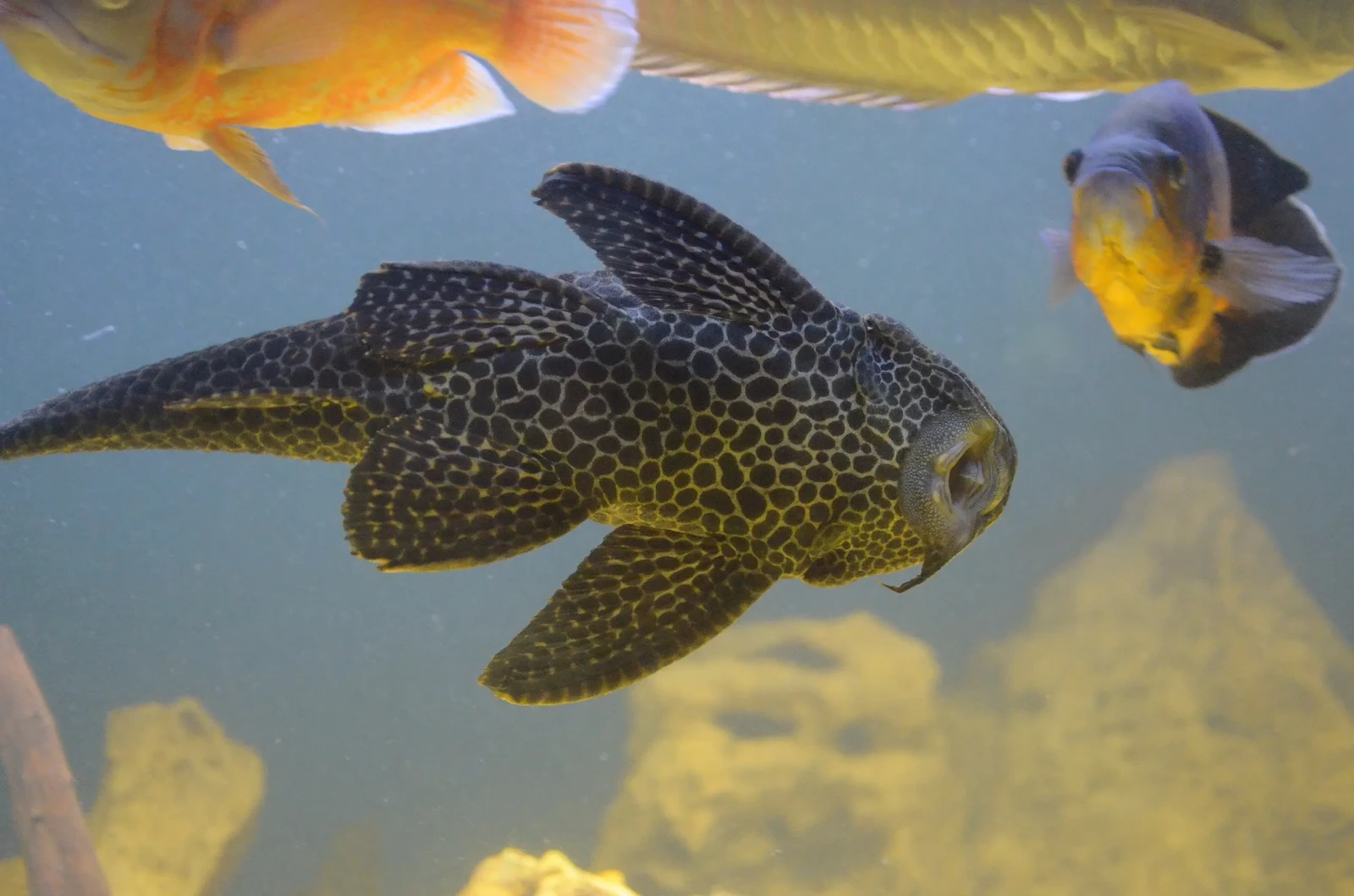 Hypostomus-Plecostomus 05