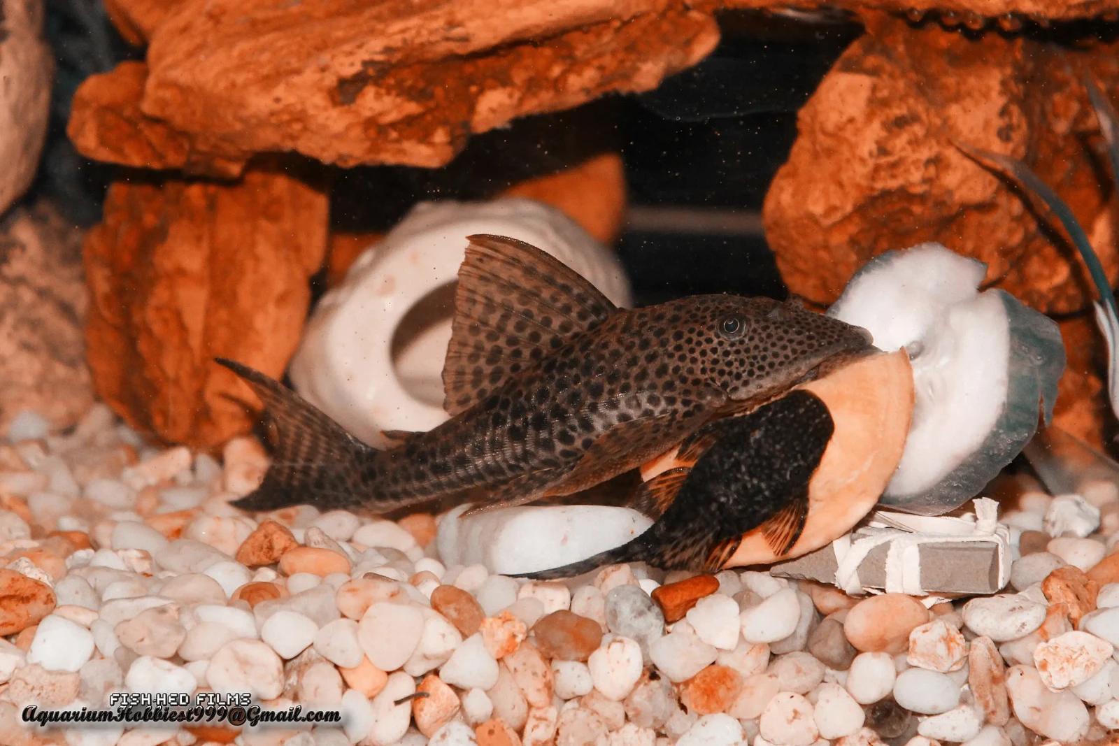 Hypostomus-Plecostomus 06