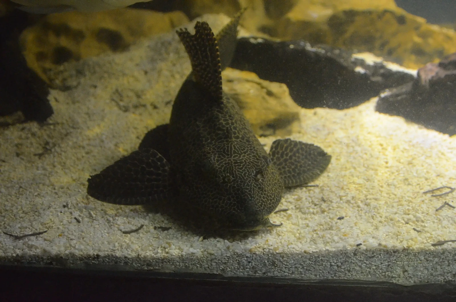 Hypostomus-Plecostomus 07