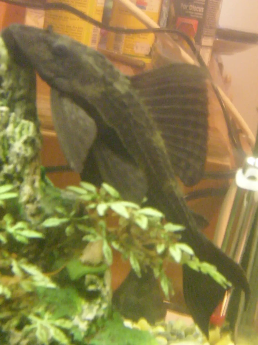 Hypostomus-Plecostomus 08