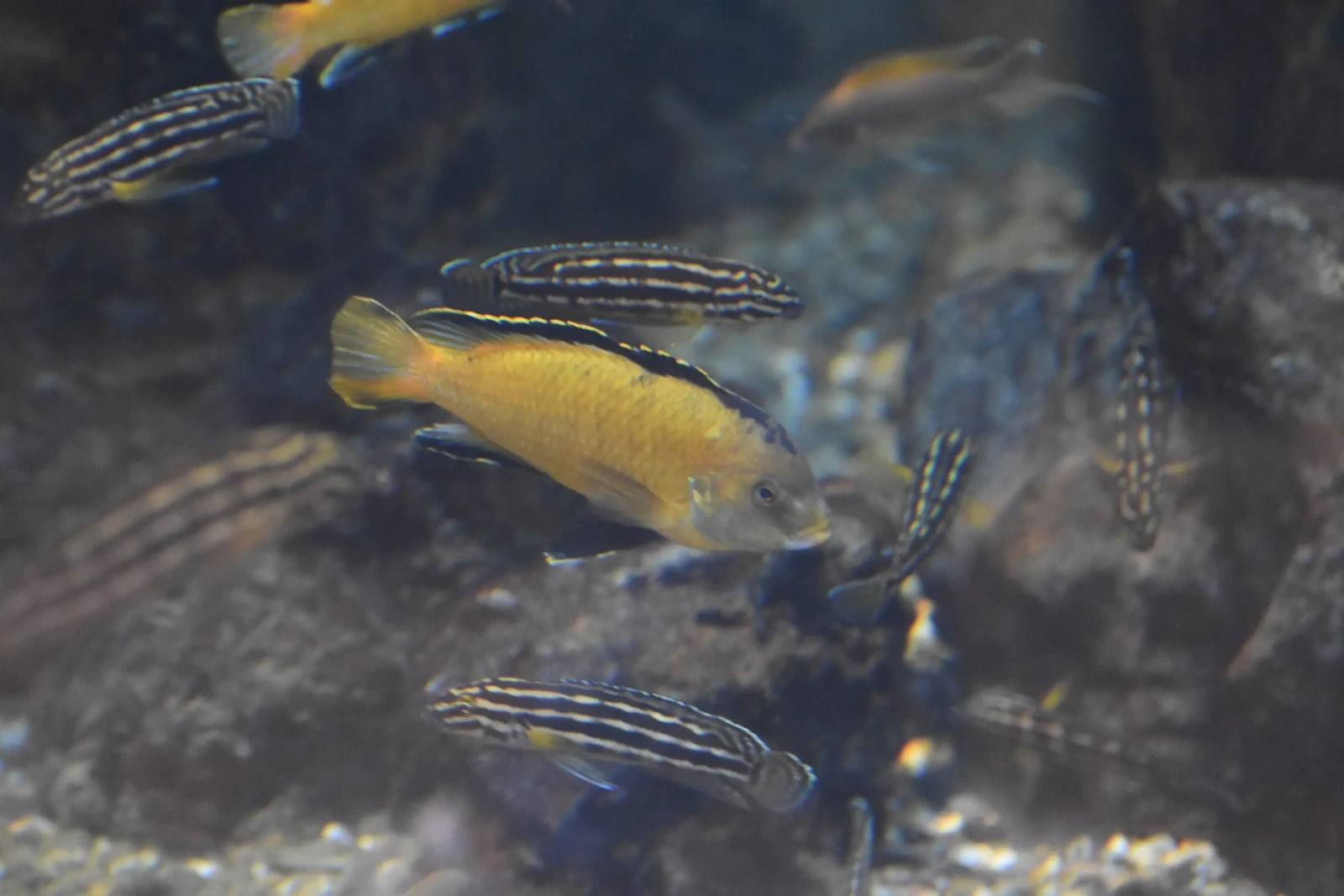 Labidochromis-Caeruleus 02