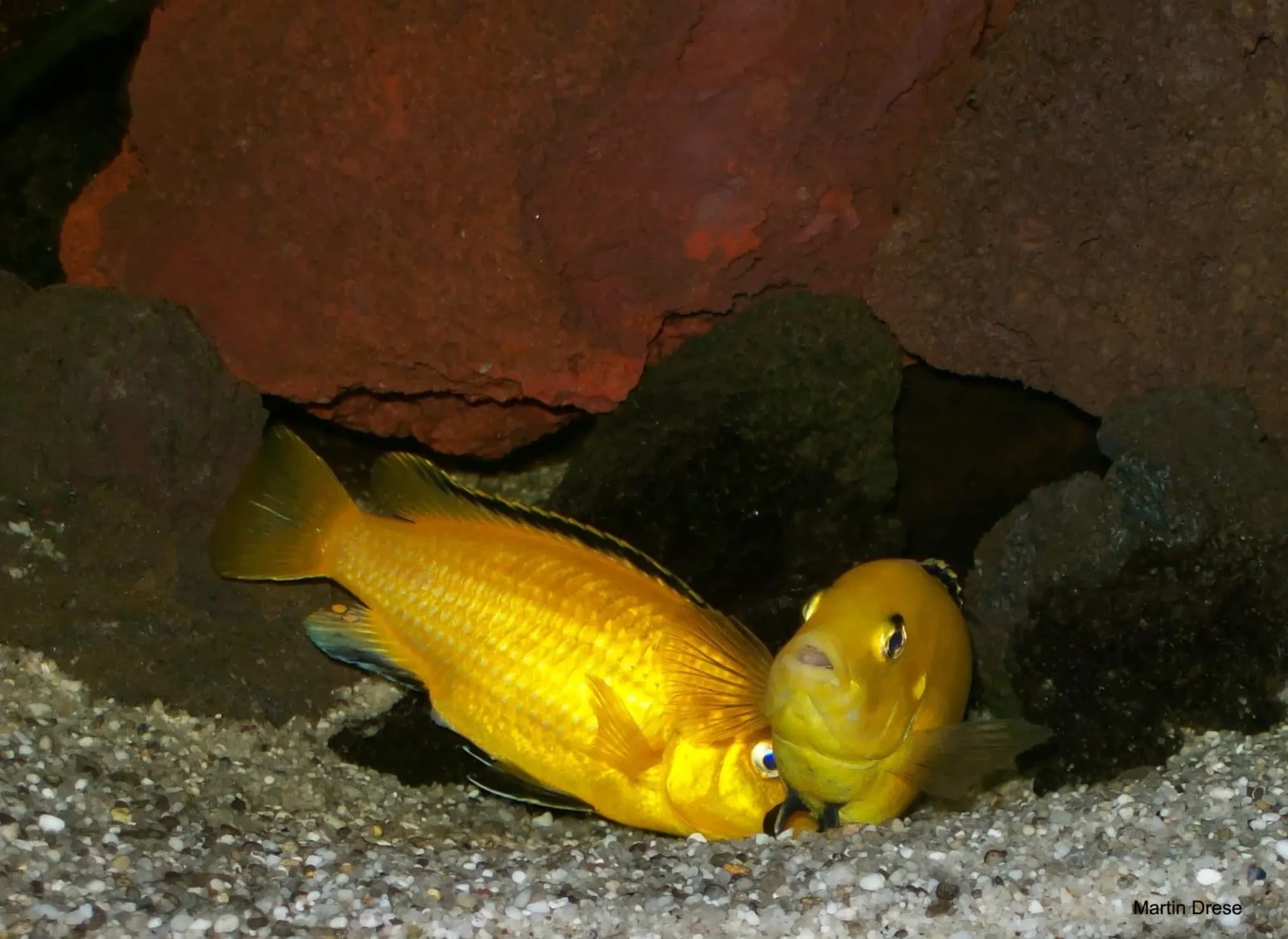 Labidochromis-Caeruleus 03