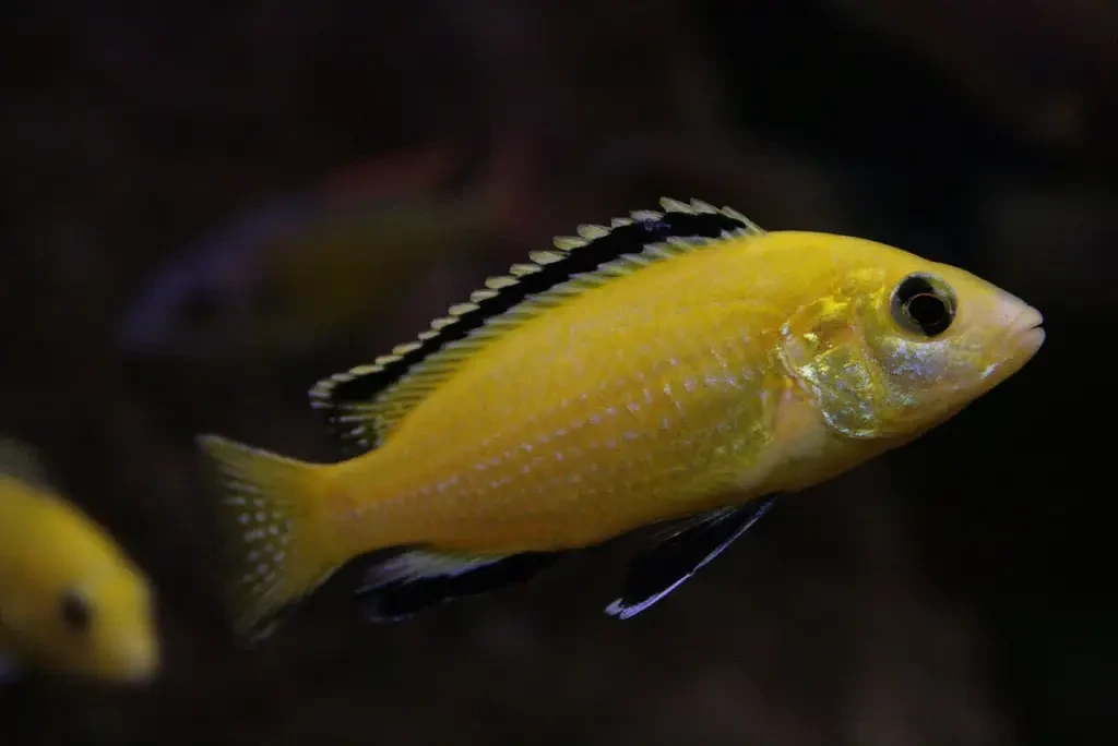 Labidochromis-Caeruleus 04