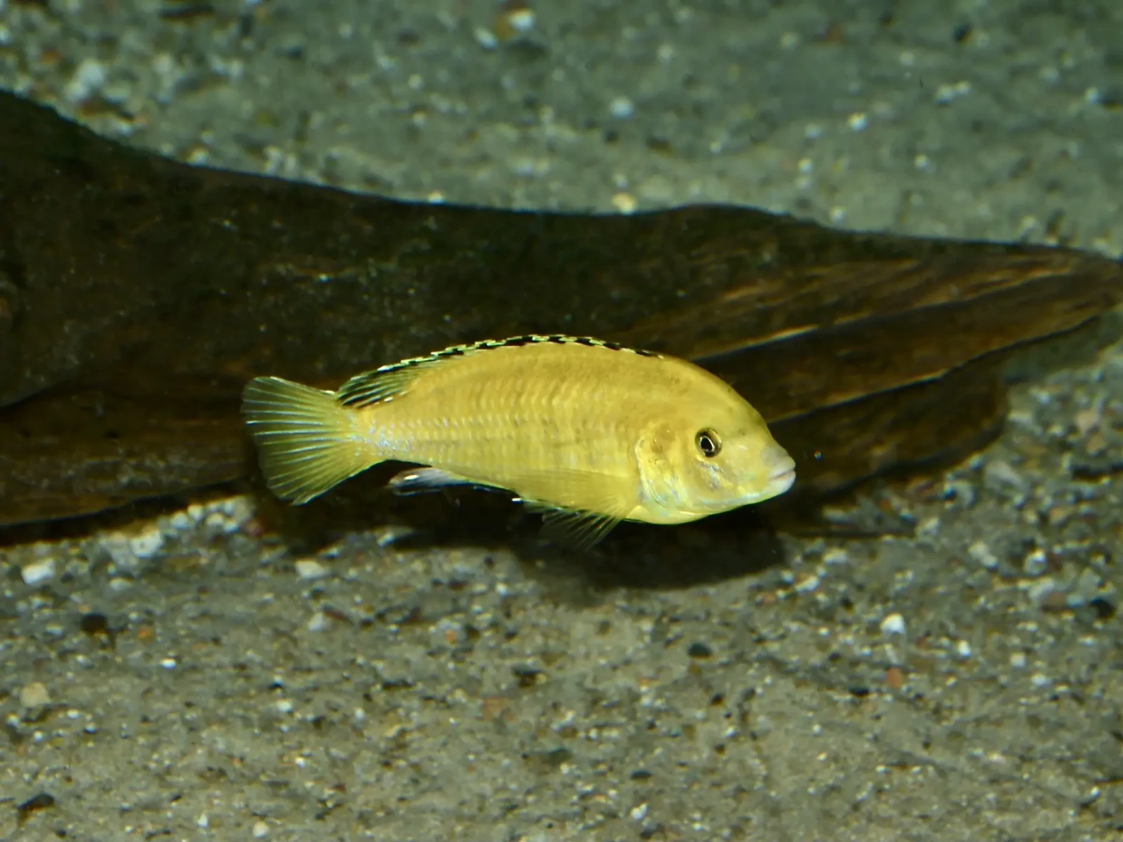 Labidochromis-Caeruleus 05