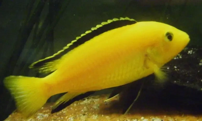 Labidochromis-Caeruleus 06