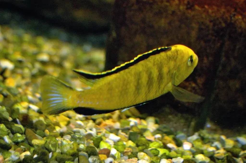 Labidochromis-Caeruleus 07