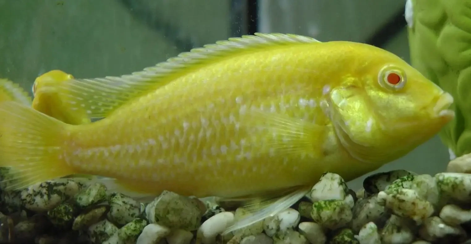 Labidochromis-Caeruleus 08