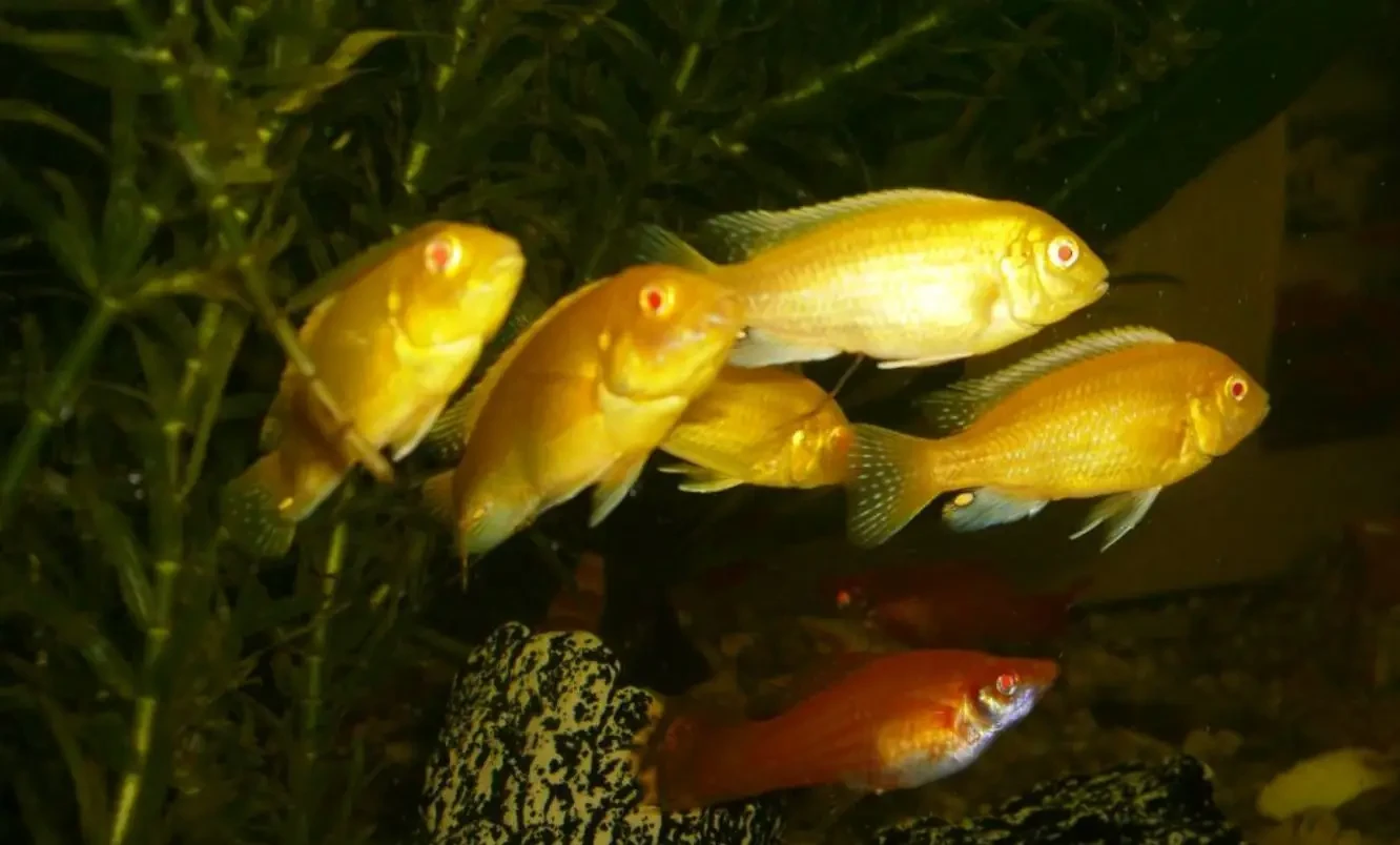 Labidochromis-Caeruleus 09