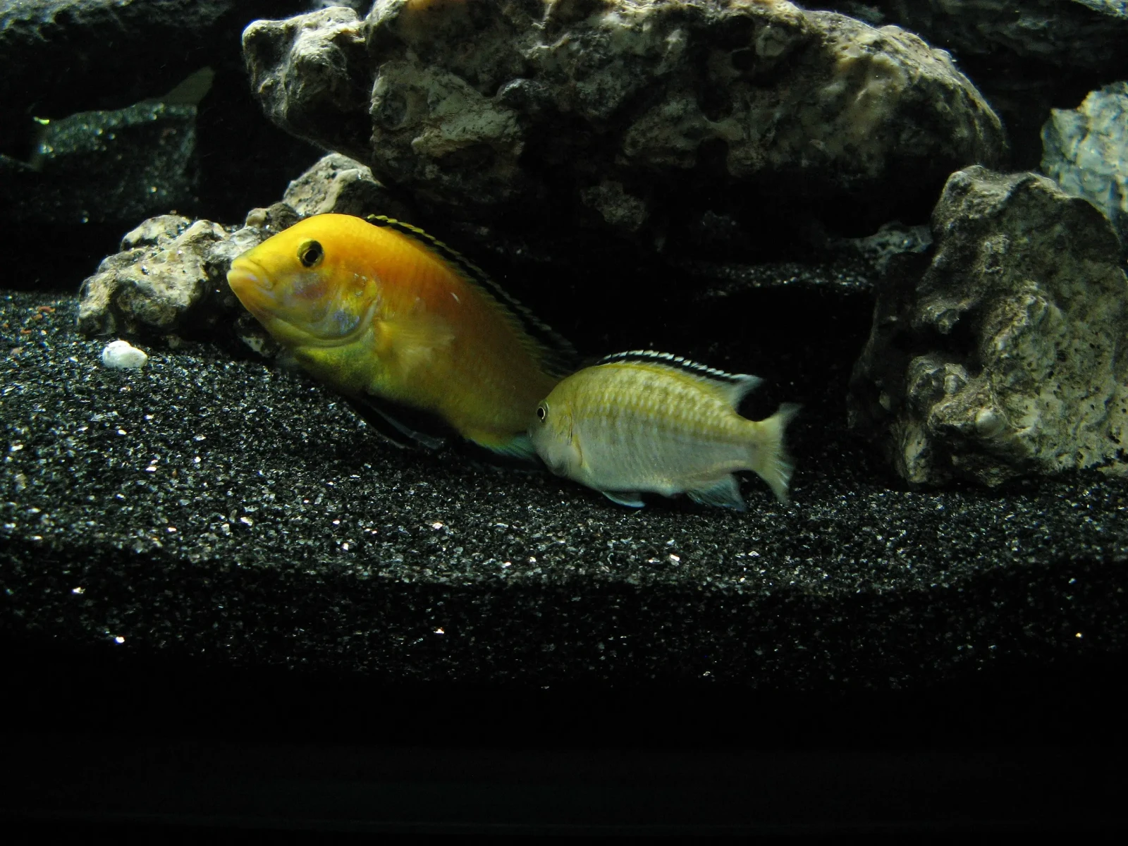 Labidochromis-Caeruleus 10