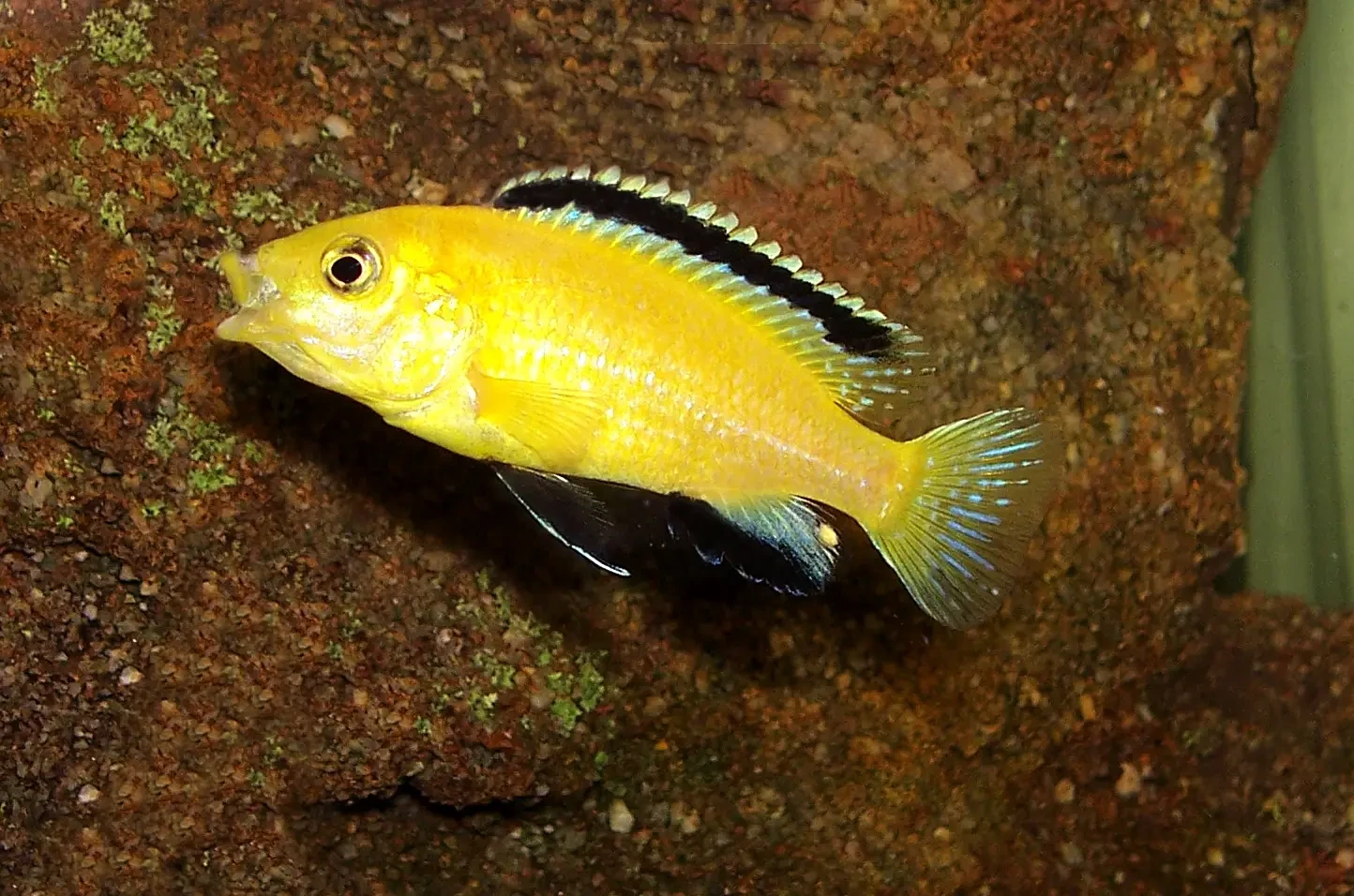 Labidochromis-Caeruleus 11