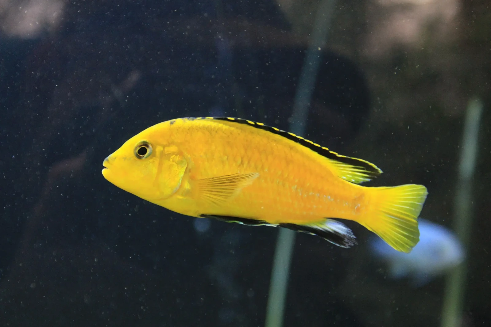 Labidochromis-Caeruleus 12