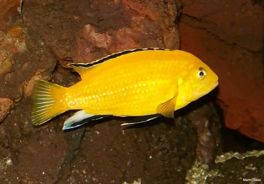 Labidochromis-Caeruleus 13