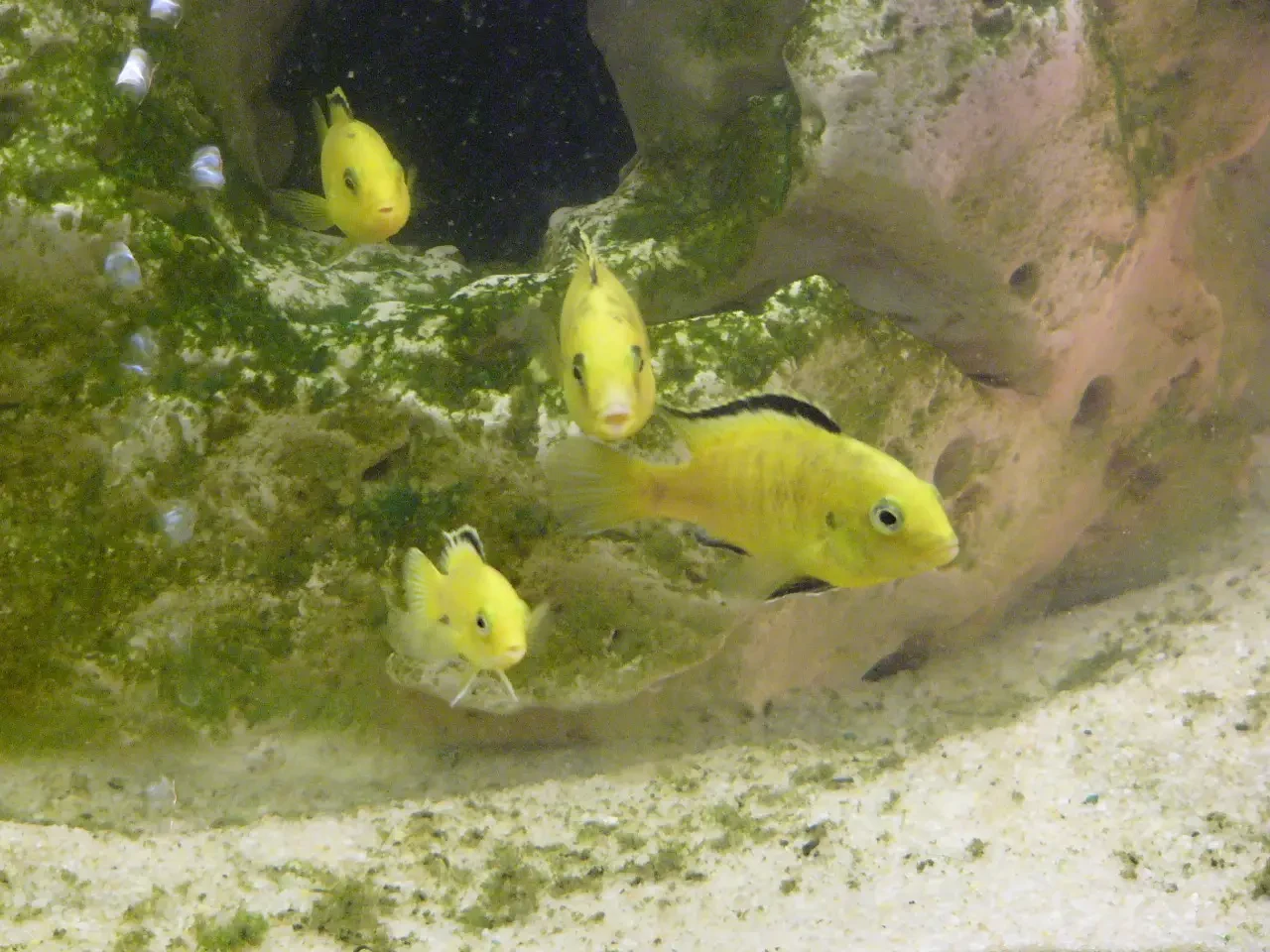 Labidochromis-Caeruleus 14