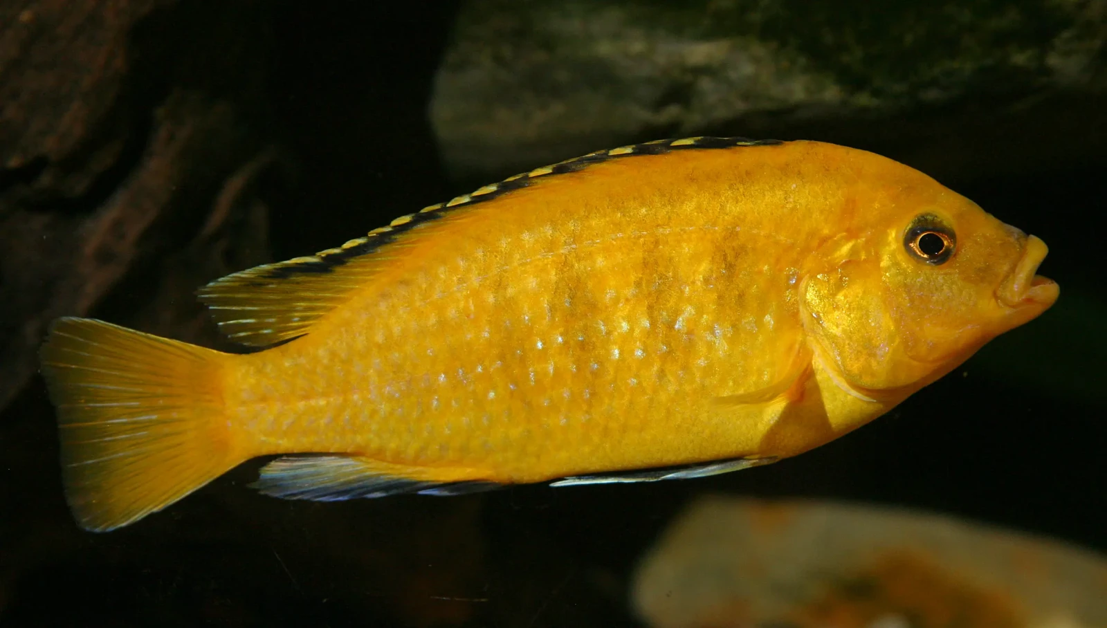 Labidochromis-Caeruleus 15