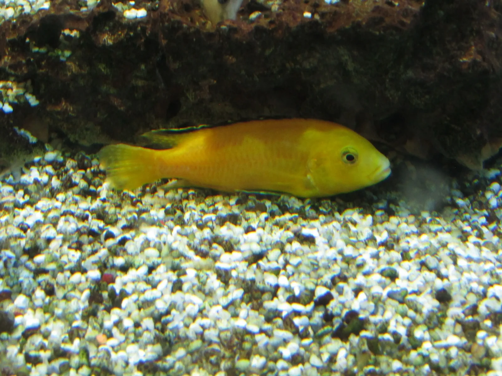 Labidochromis-Caeruleus 16