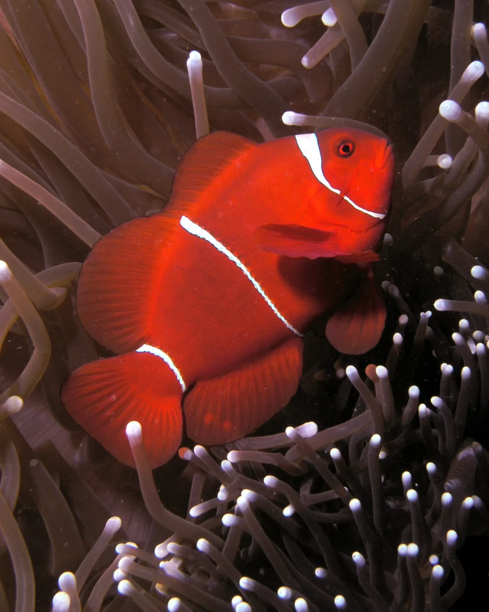Poisson-clown marron