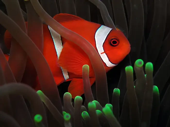 Poisson-clown marron