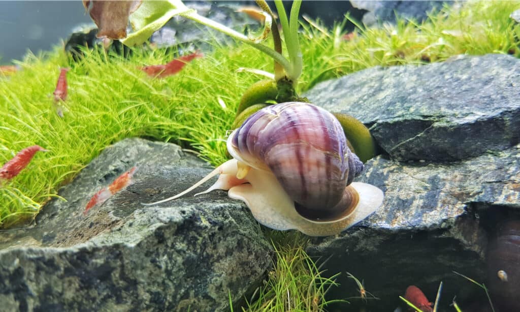 Mystery-Snail-Apple 01
