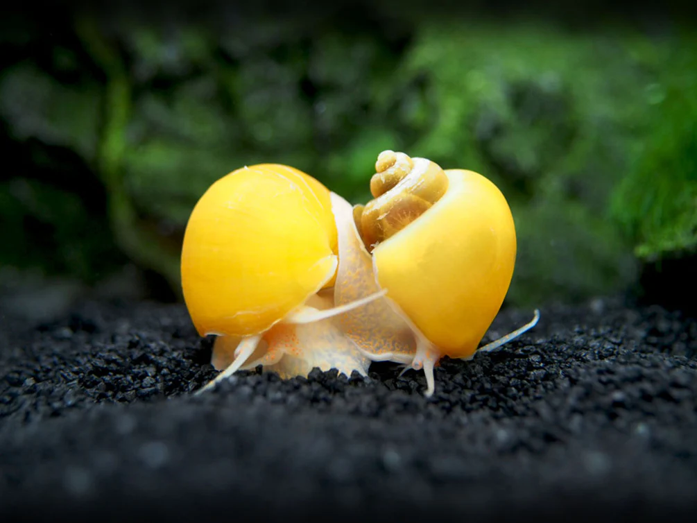 Mystery-Snail-Apple 03