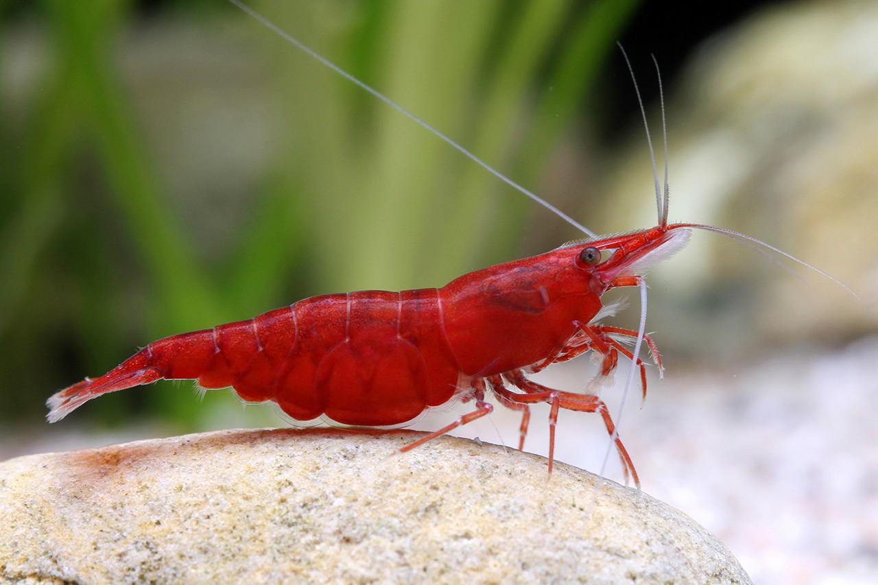 Crevette cerise