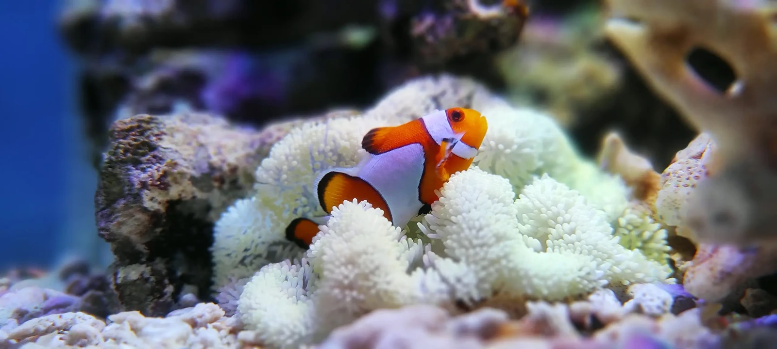 Trois bandes, un caractère : le poisson-clown ocellé