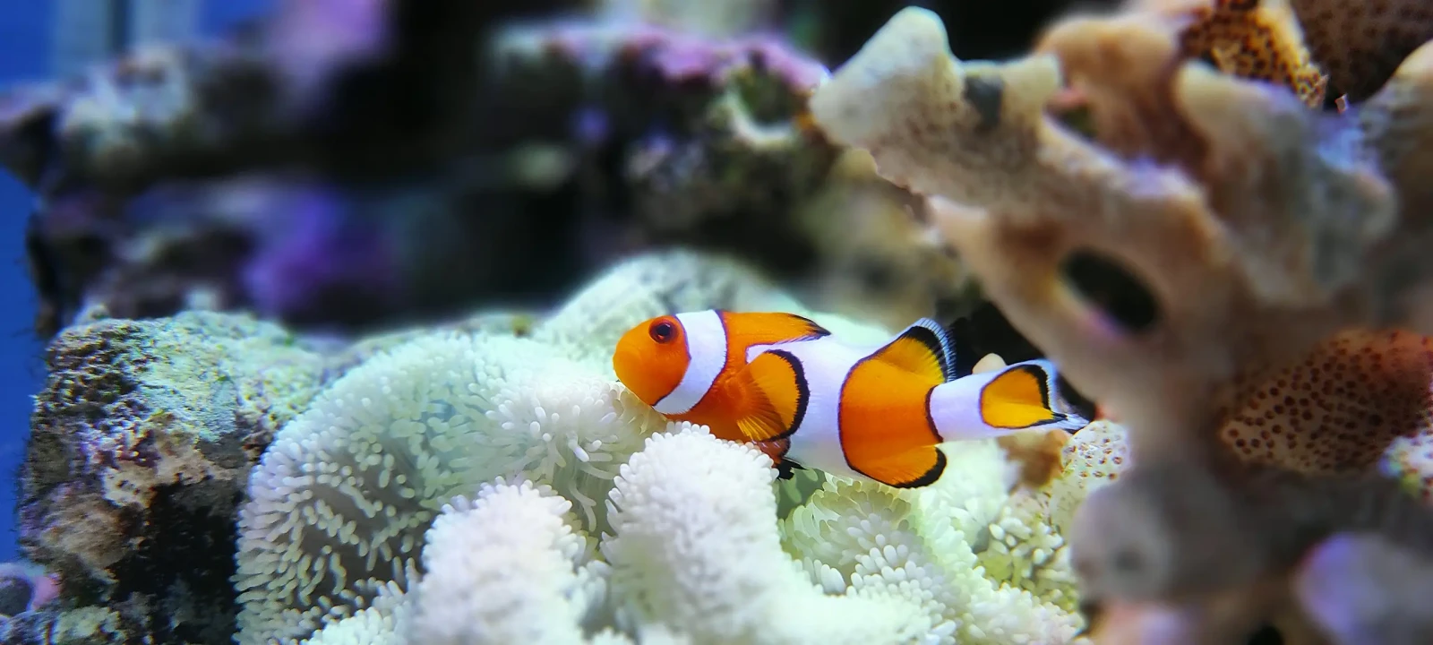 Poisson-clown commun