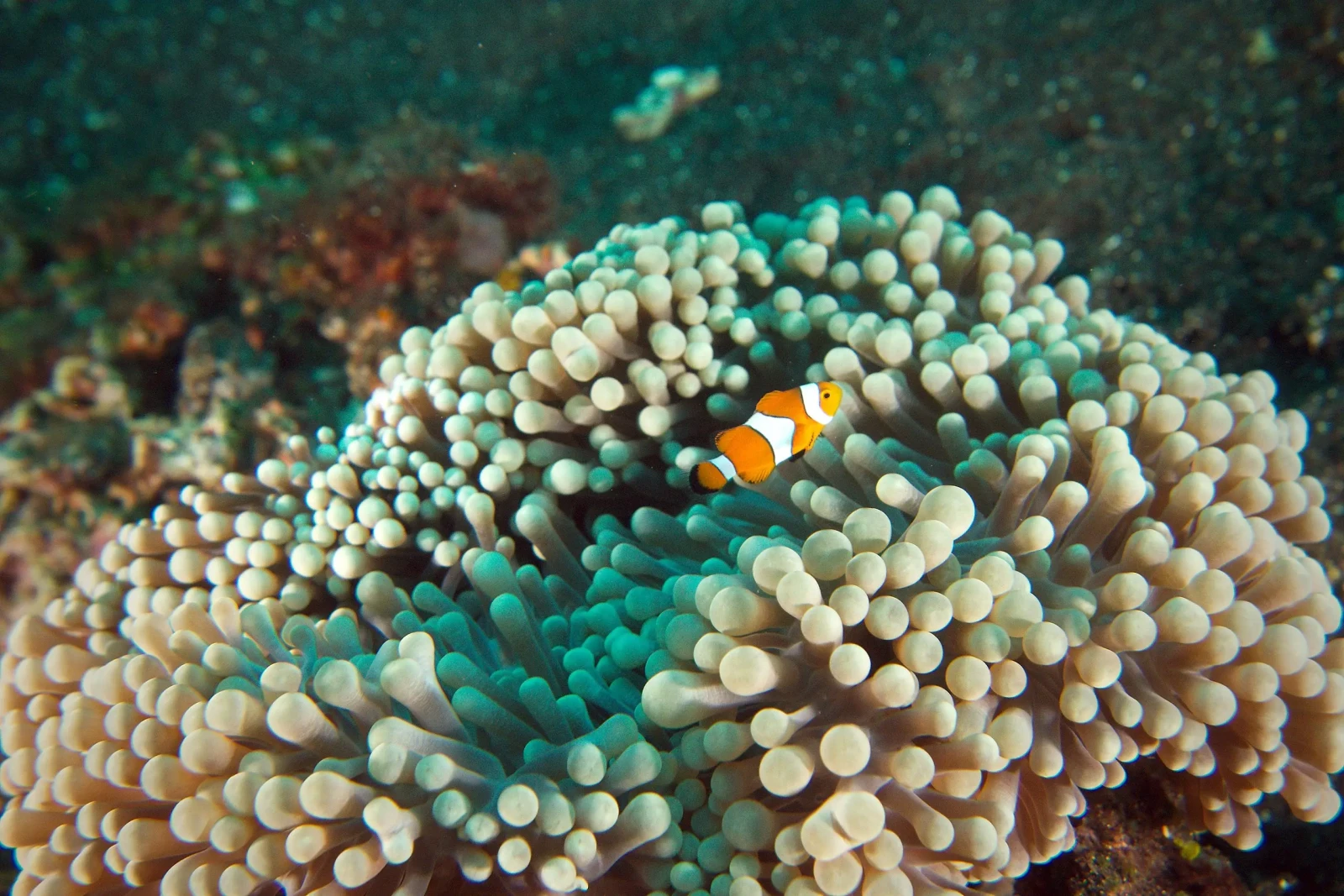 Poisson-clown commun