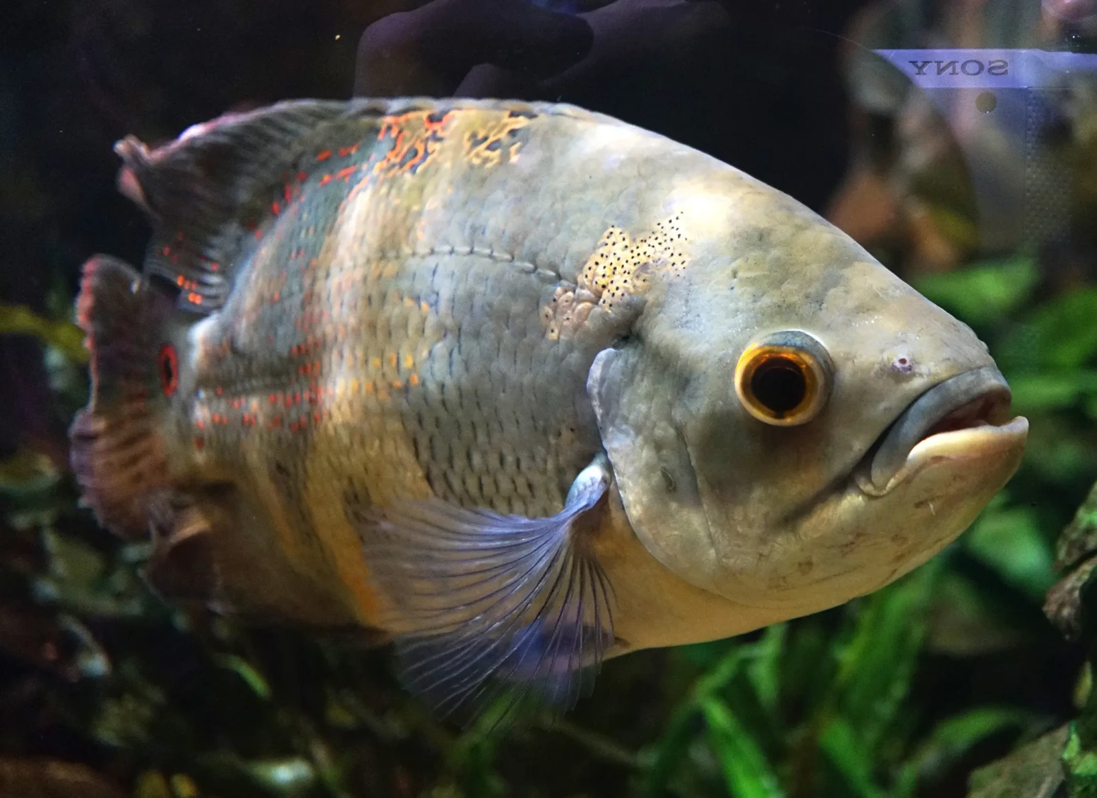 Oscar 21