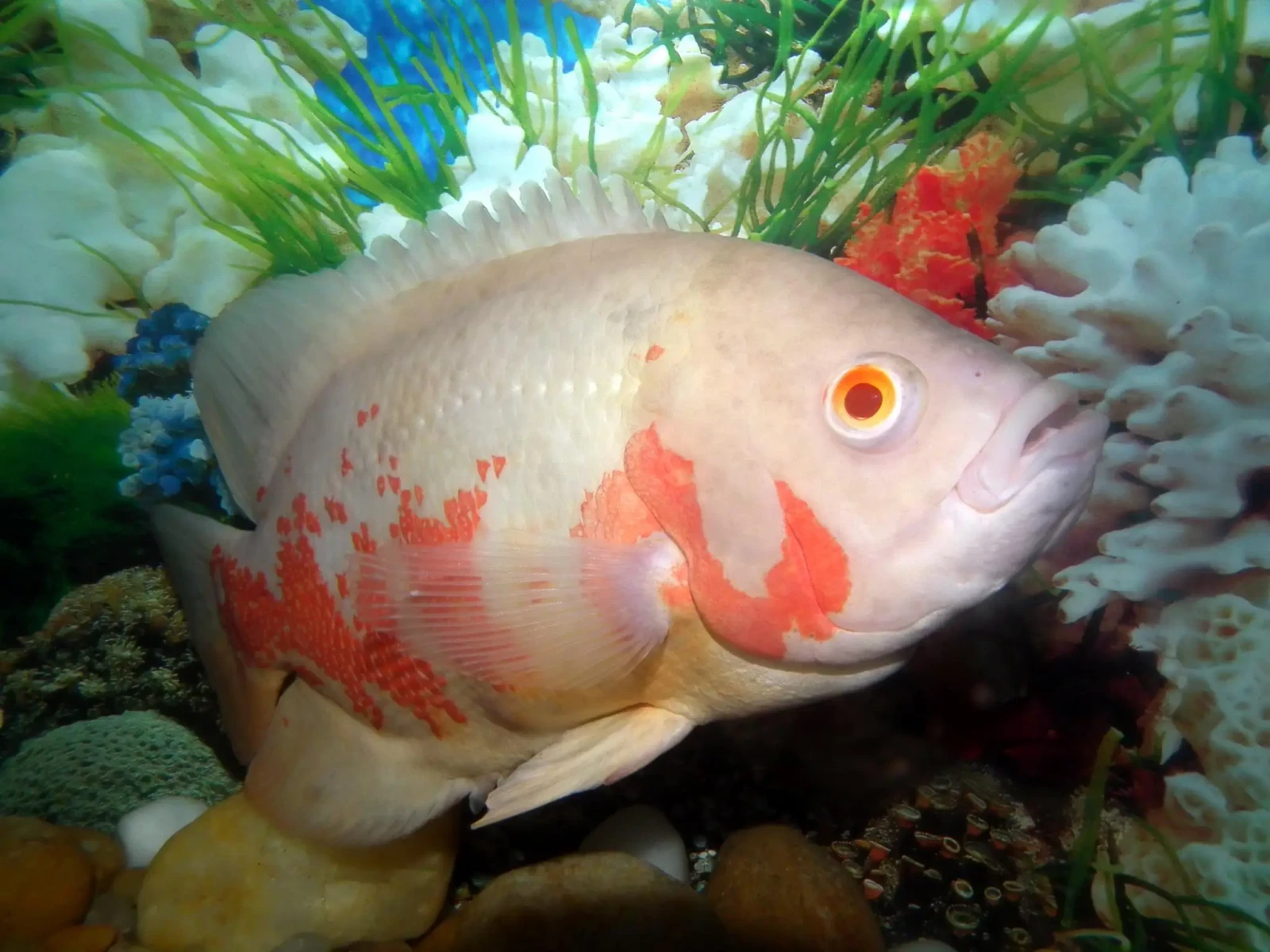 Oscar 36