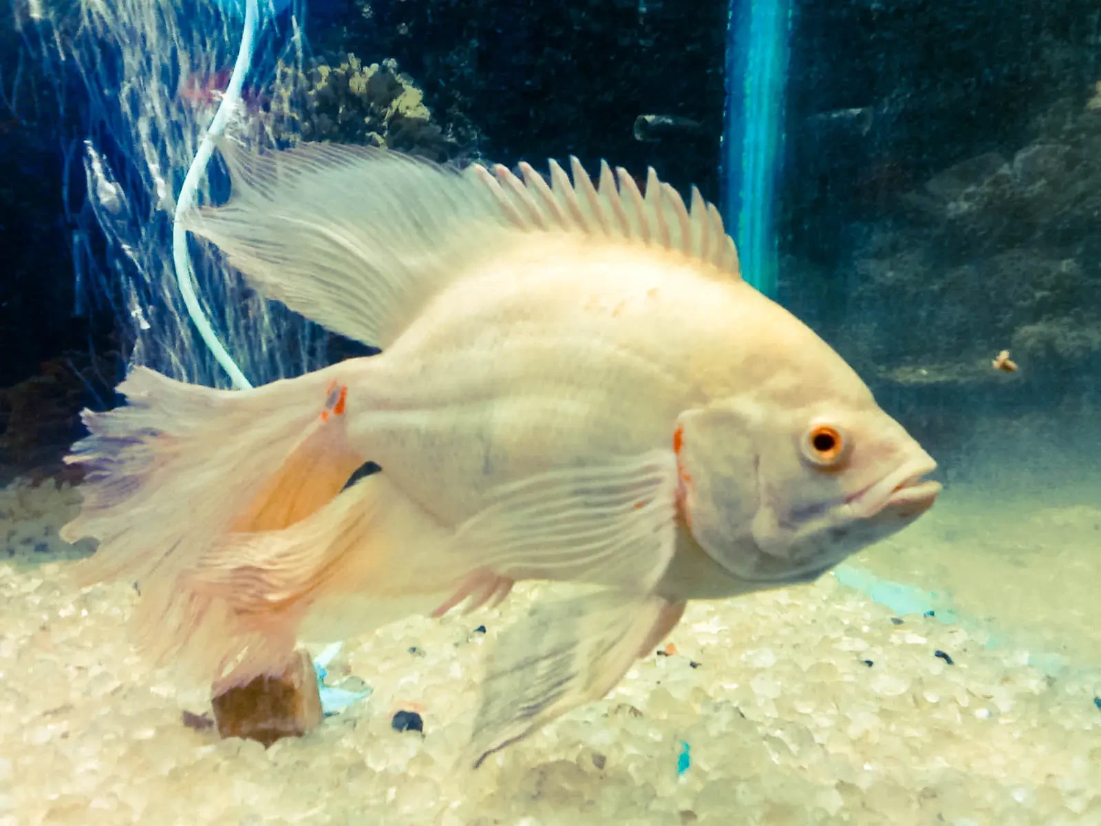 Oscar 41