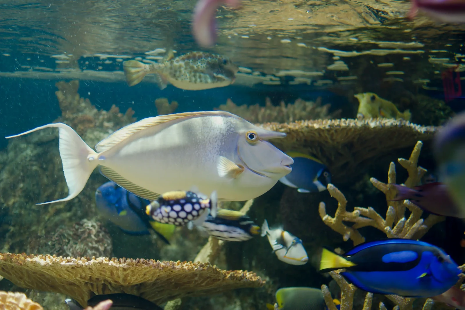 Dory en vrai : le Chirurgien bleu, star fragile des aquariums
