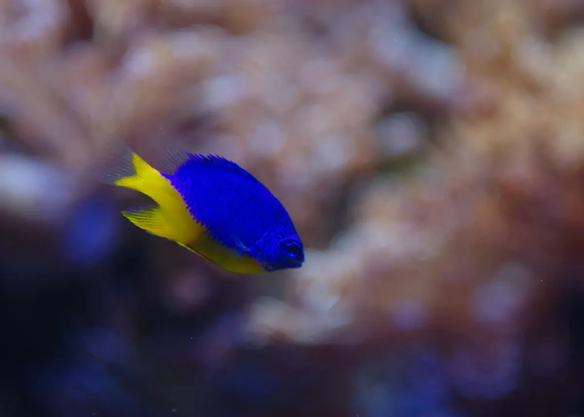 Chirurgien bleu (Dory)