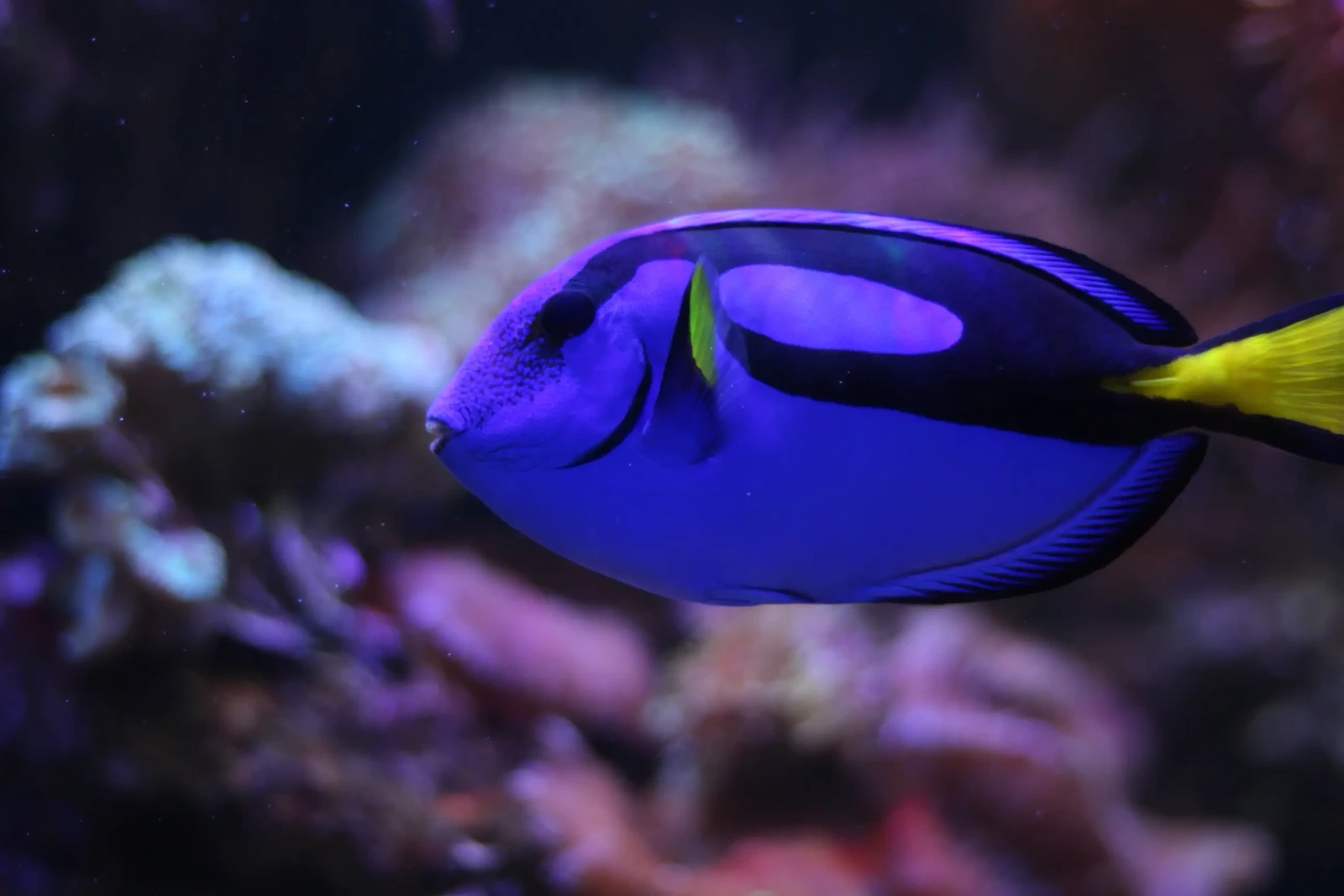 Chirurgien bleu (Dory)