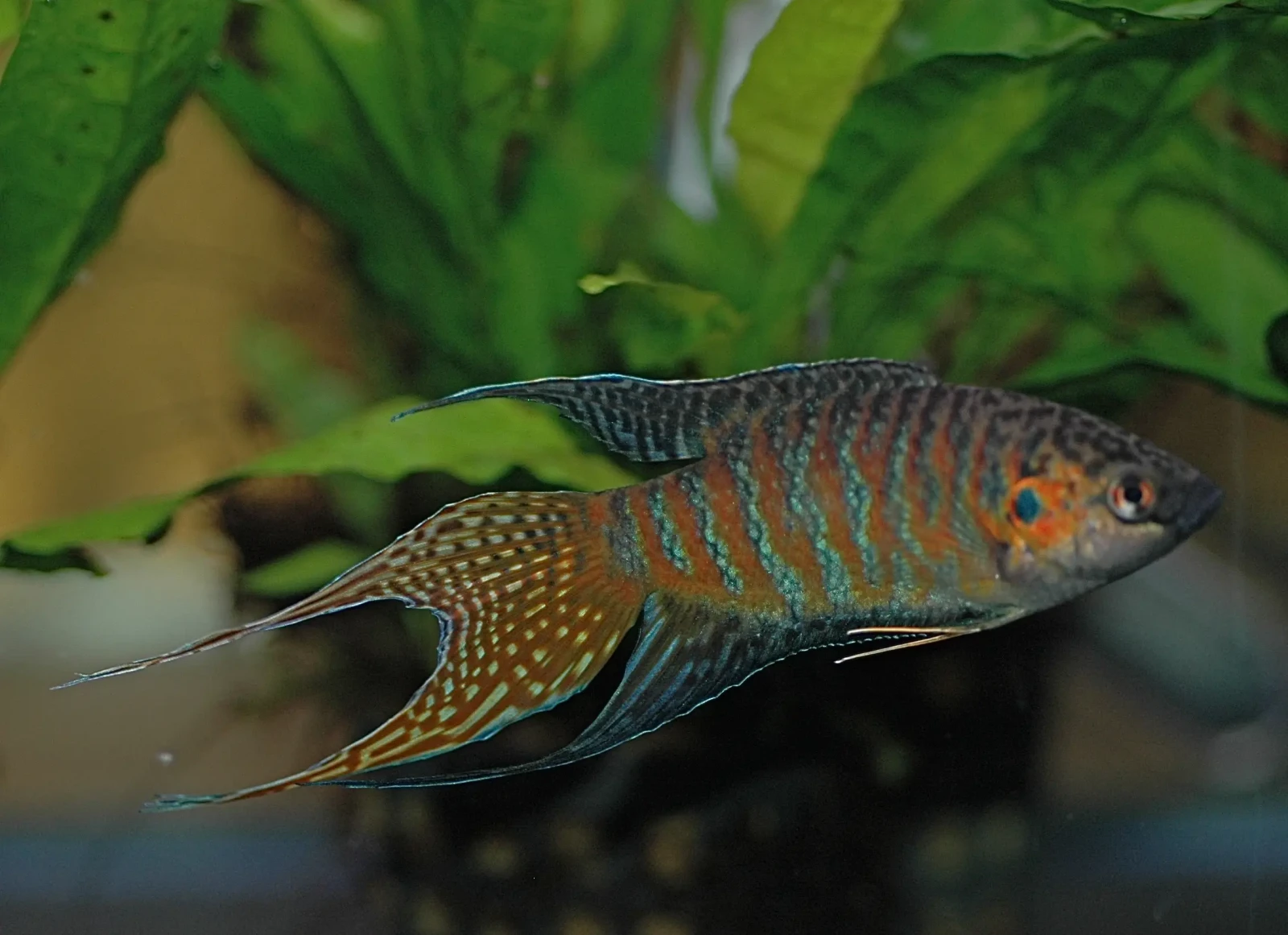 Macropode