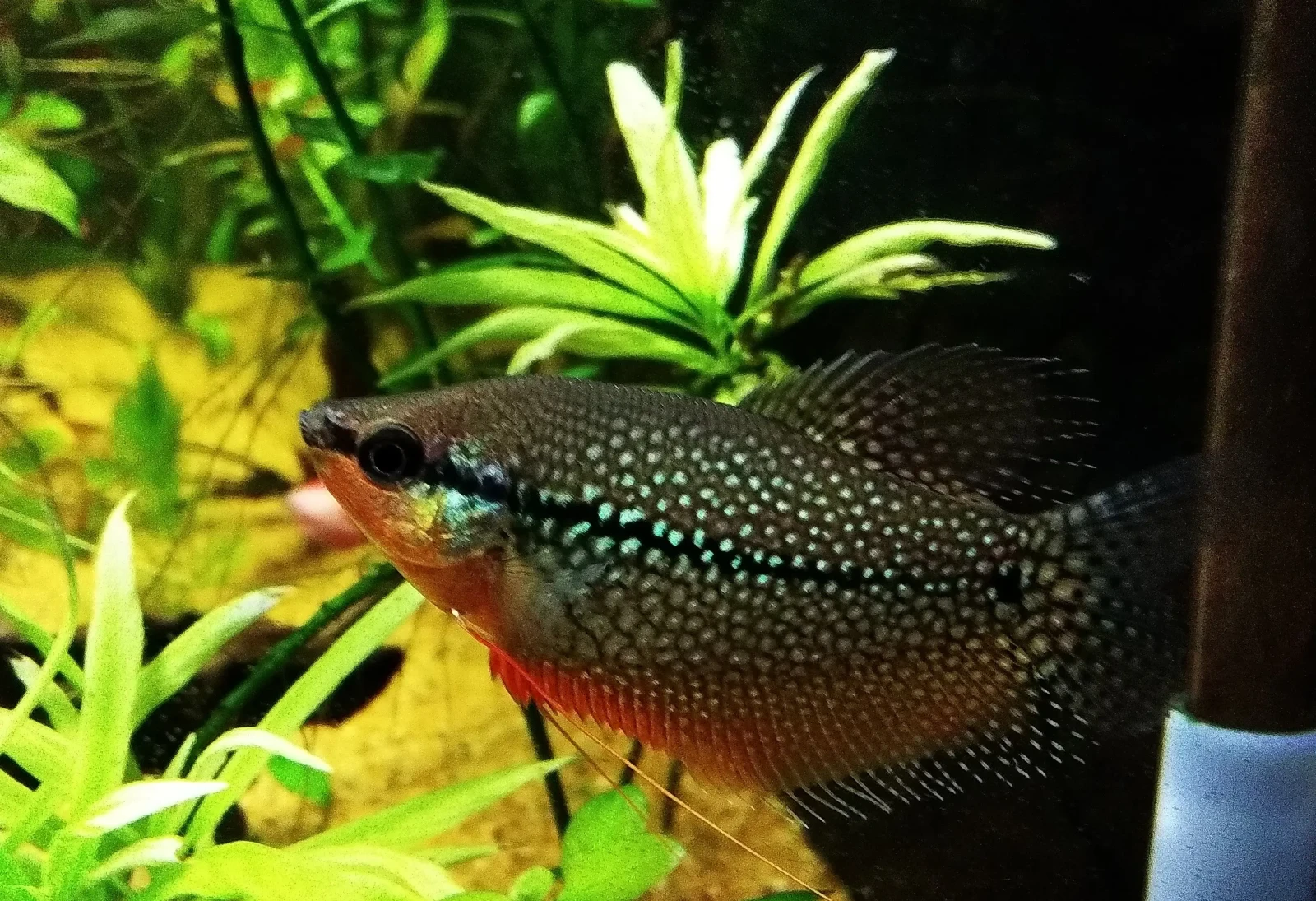 Pearl-Gourami 01