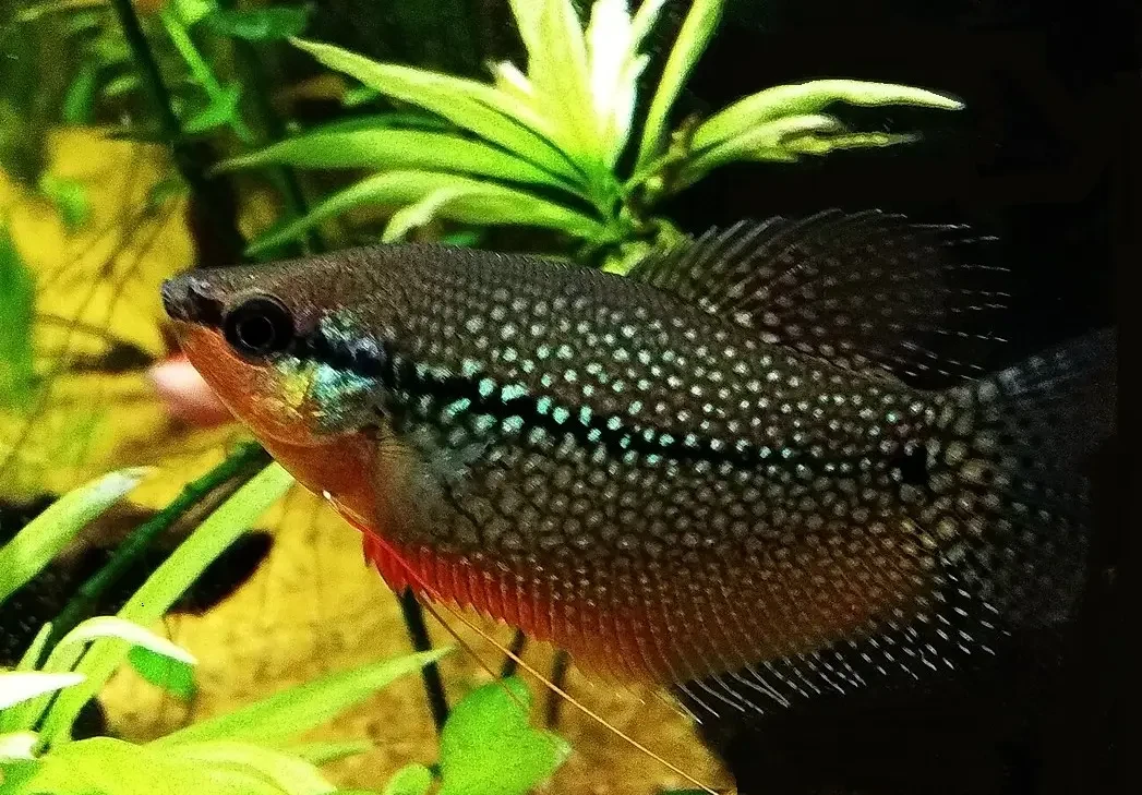 Pearl-Gourami 02
