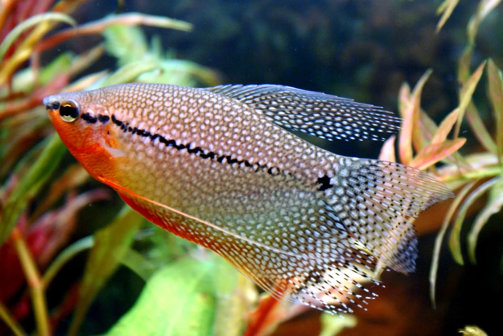 Pearl-Gourami 03