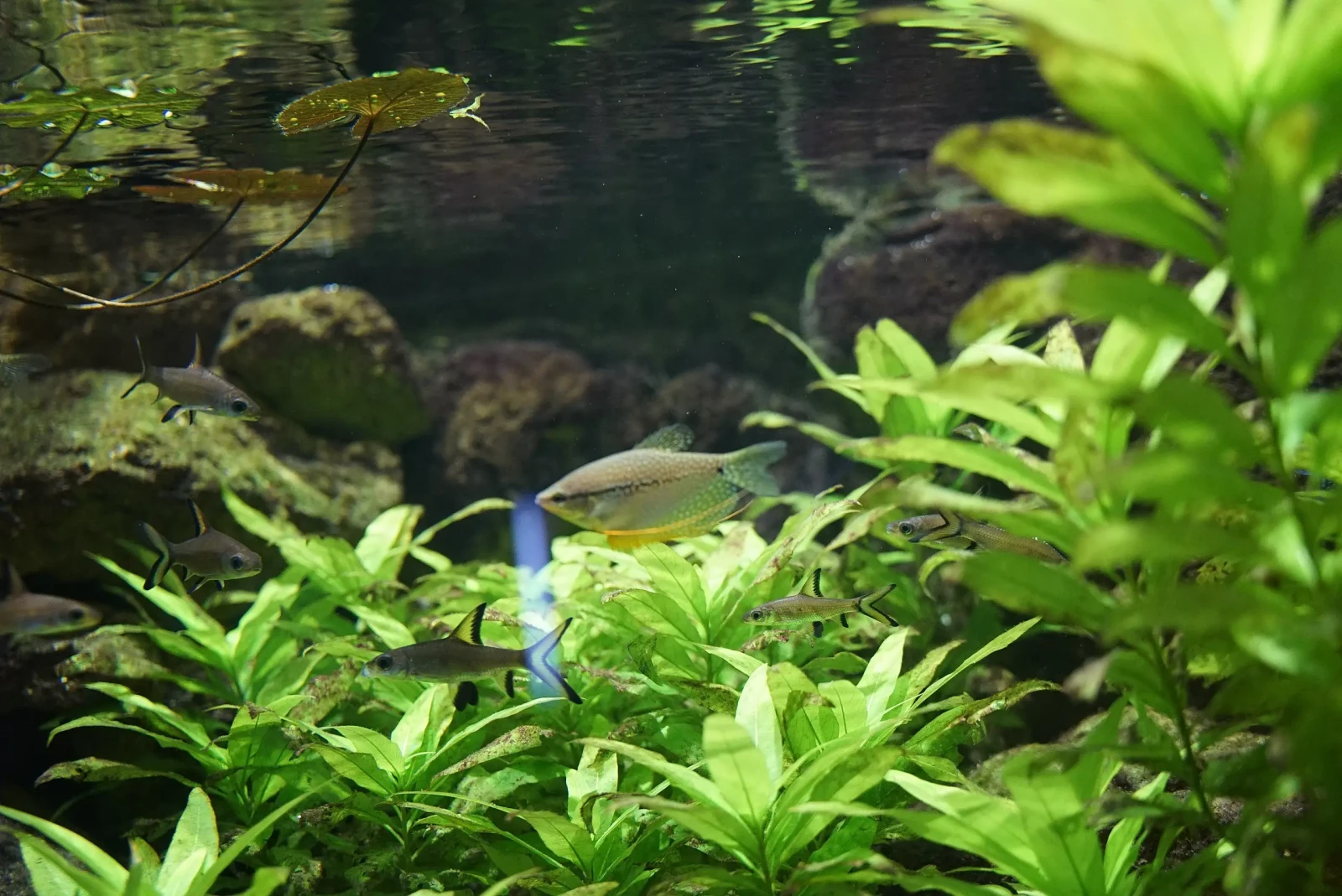 Pearl-Gourami 04