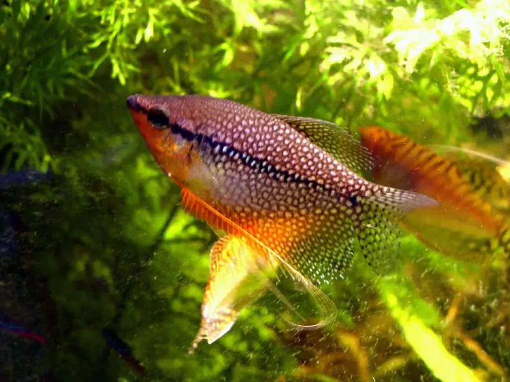 Pearl-Gourami 05