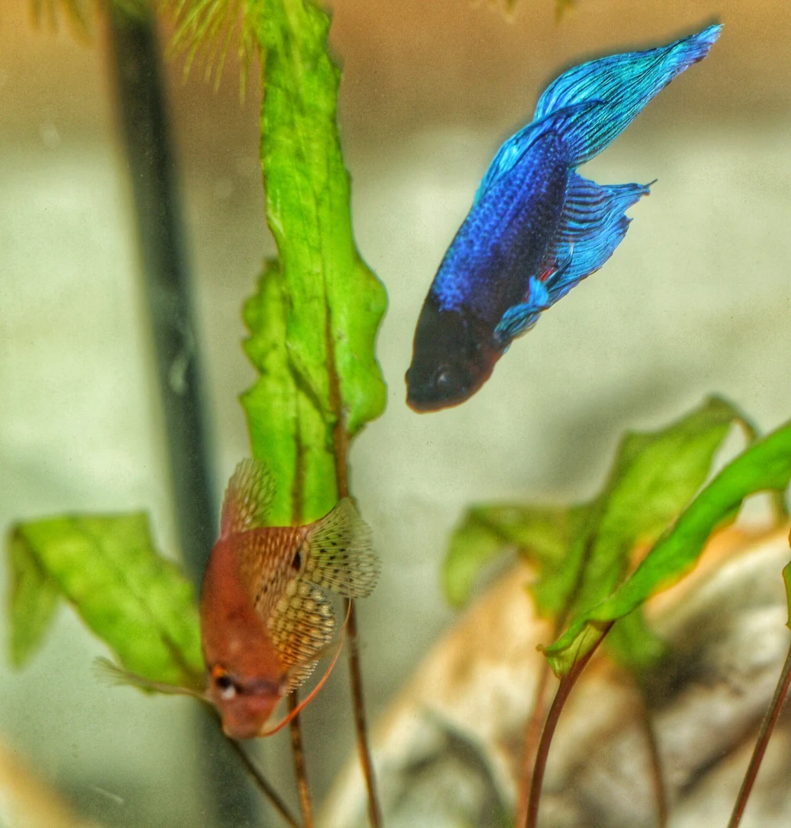 Pearl-Gourami 06