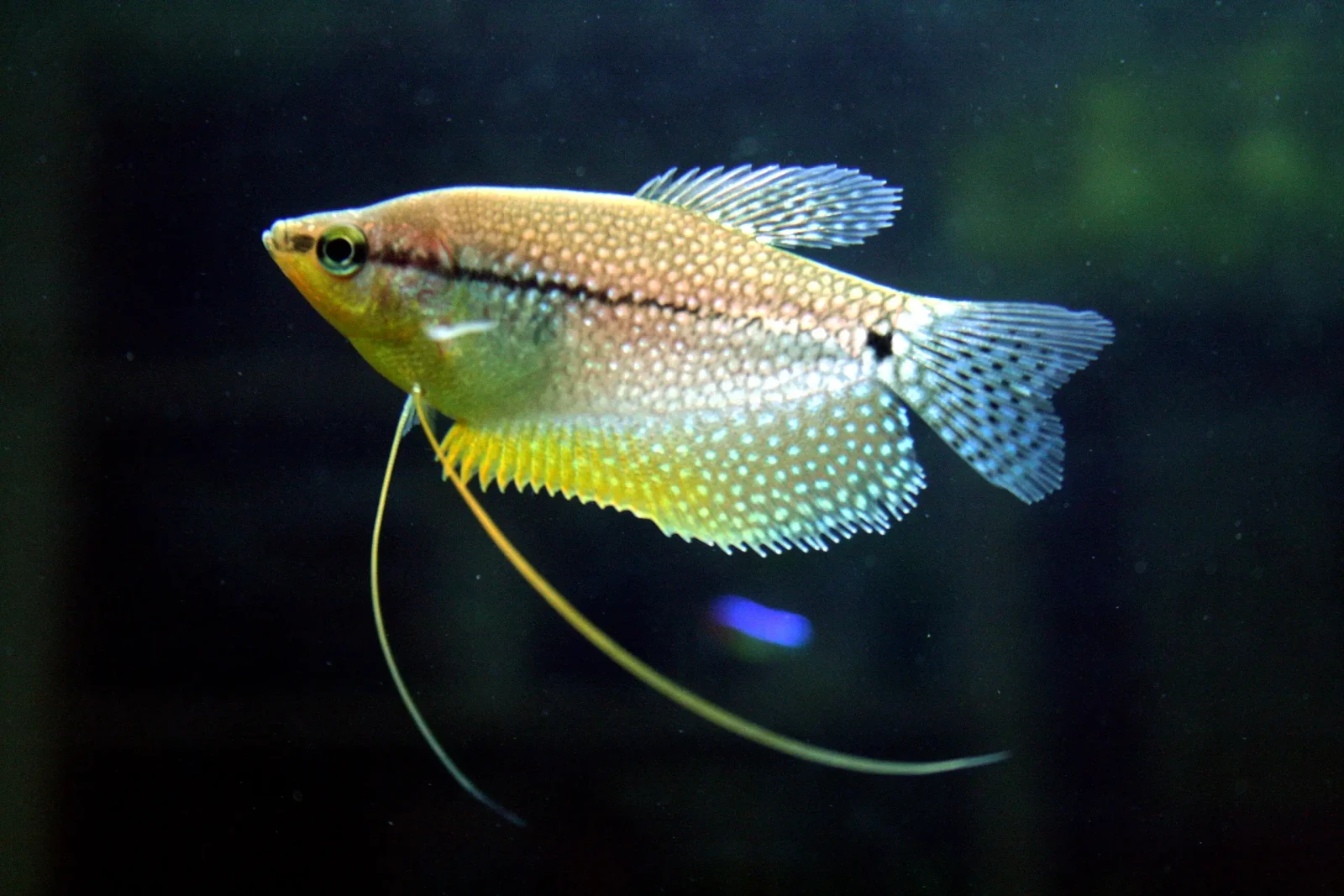 Pearl-Gourami 07