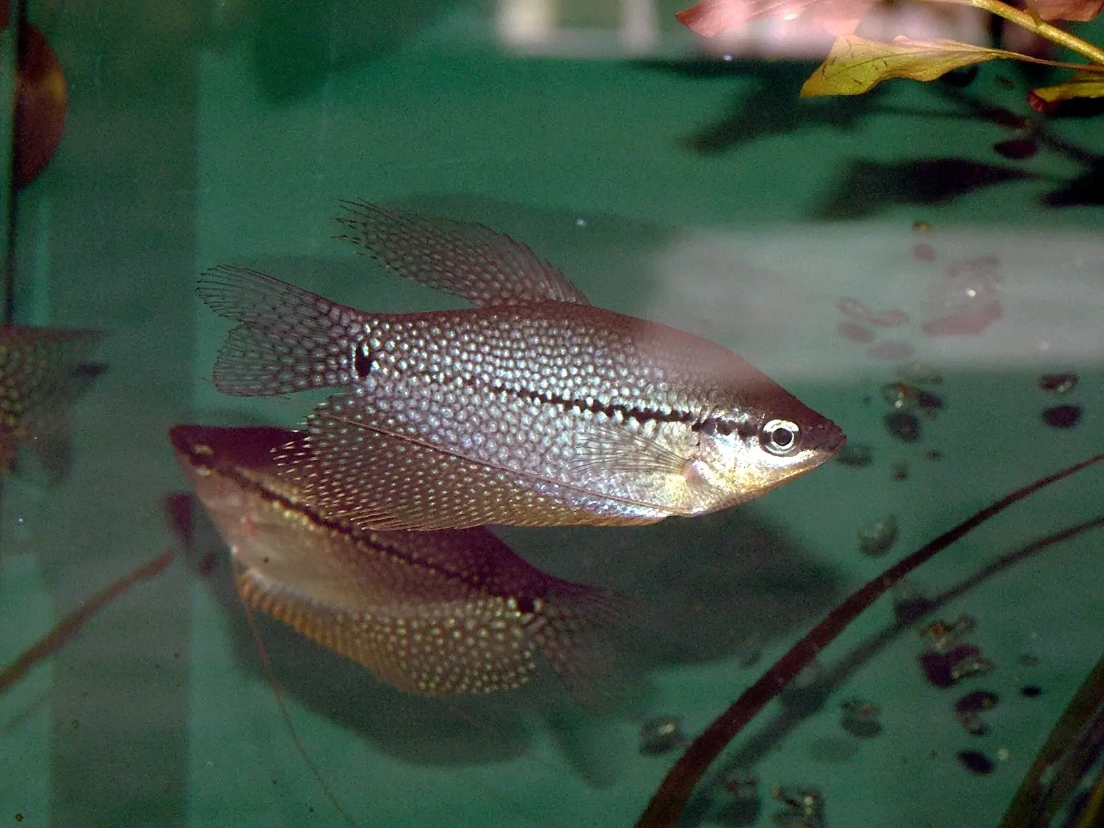 Pearl-Gourami 08