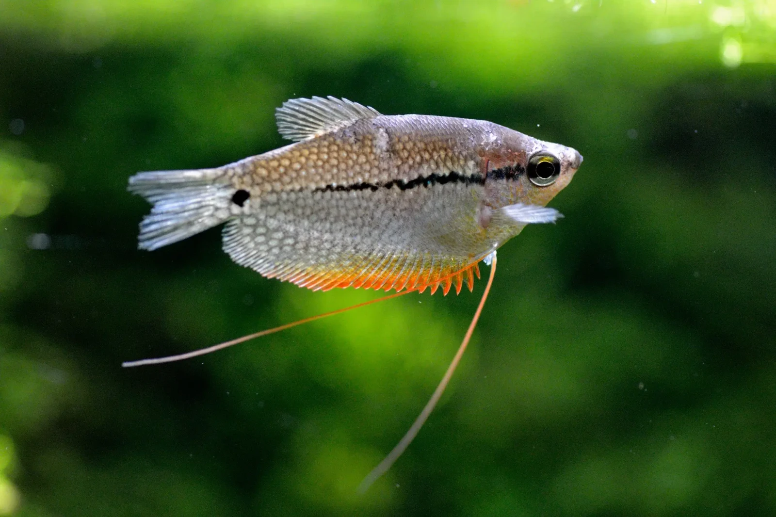 Pearl-Gourami 09