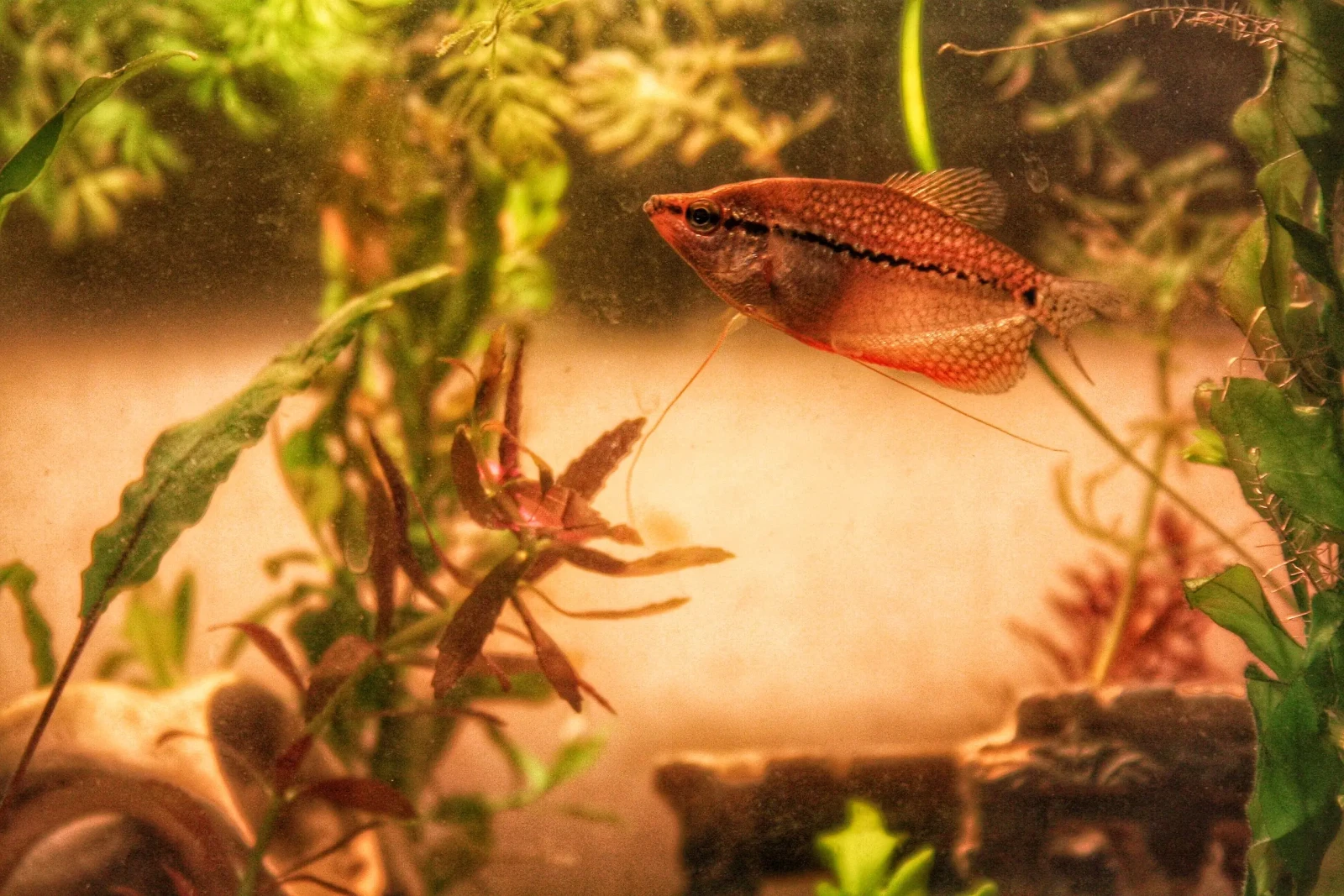 Pearl-Gourami 10