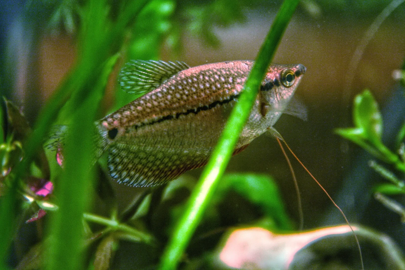 Pearl-Gourami 11