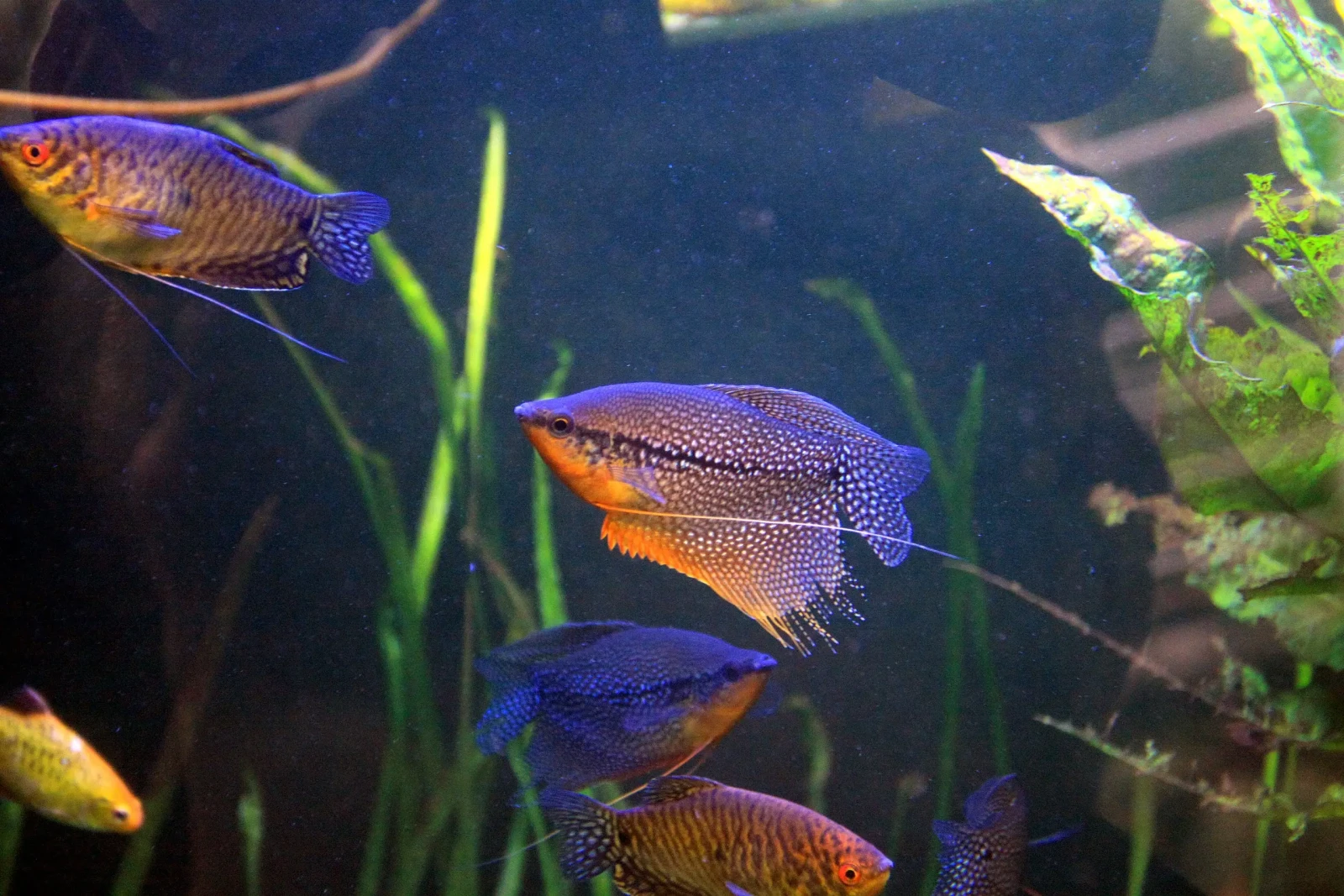 Pearl-Gourami 12