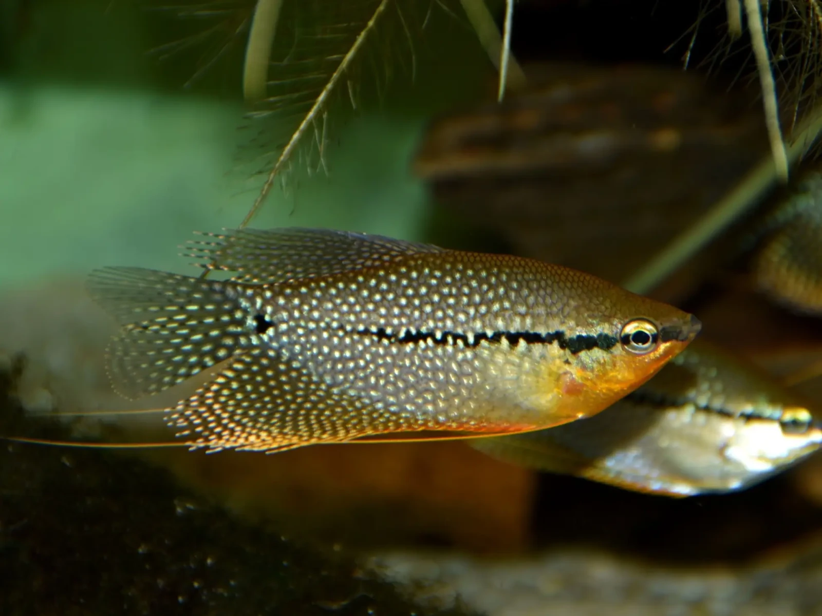 Pearl-Gourami 13